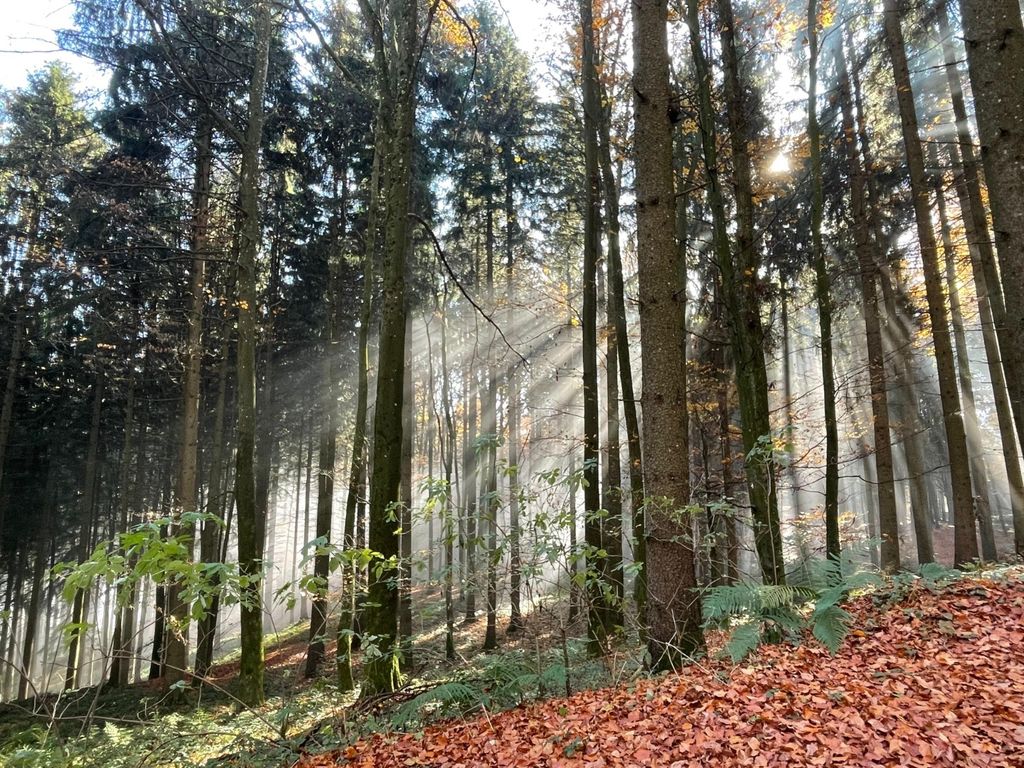 Schlafen im Grünen - am Rande des Hausruckwaldes