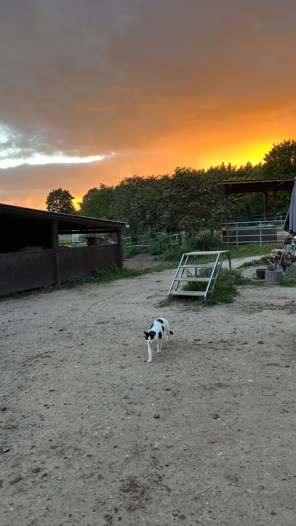 Camping auf dem Pferdehof in Ostsee-Nähe