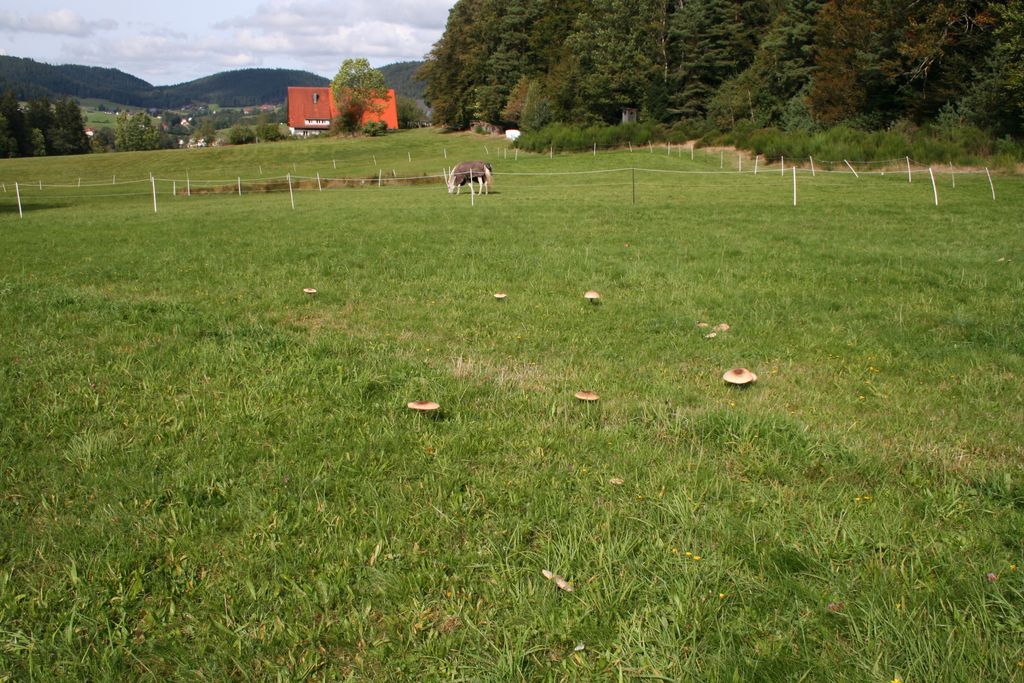 Piazzola nella Foresta Nera con sauna