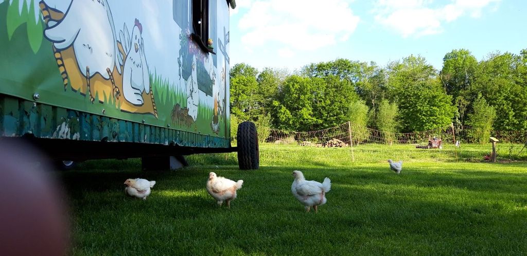 Campamento con tienda en la granja: Relajarse en plena naturaleza