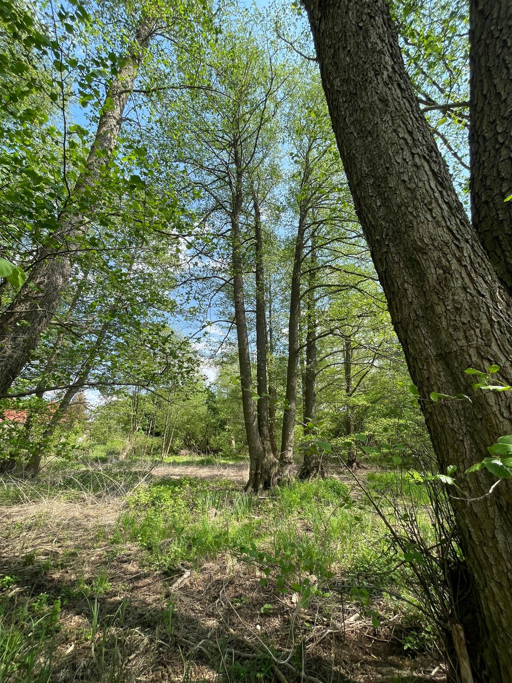 Campen in Potsdam - Naturnah am Jubelitzsee