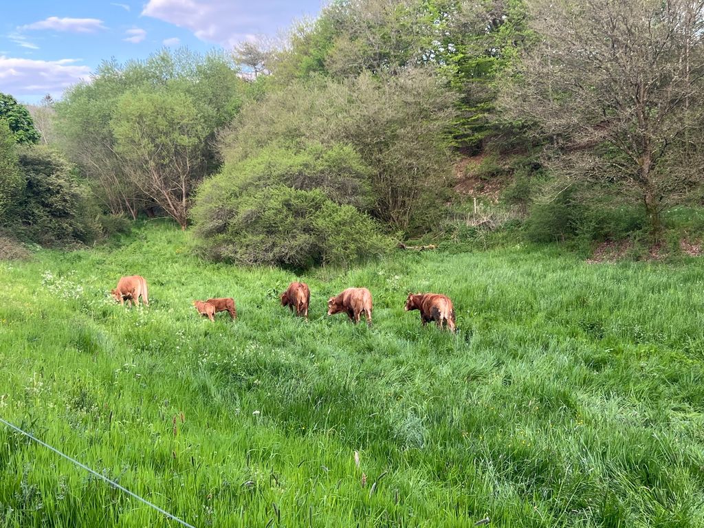 Natura pura nell'Eifel vulcanico