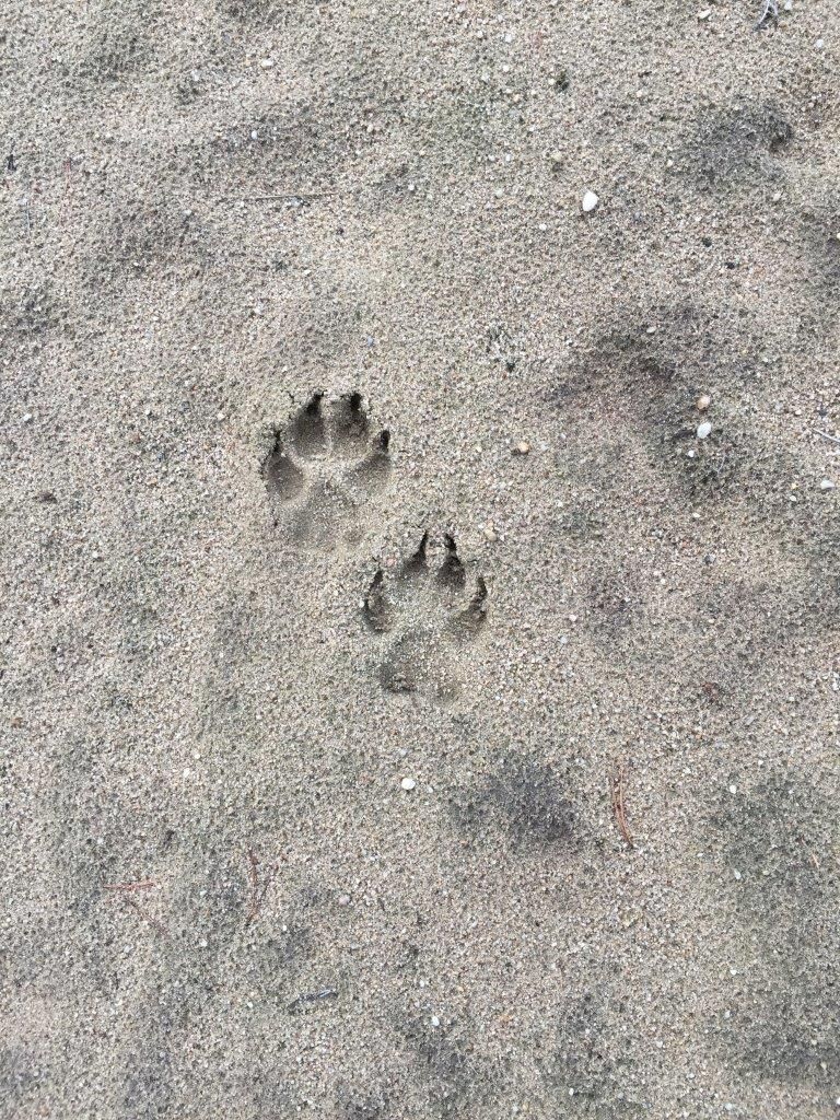 Genuss Campen Lausitz  zwischen Seen und Heide