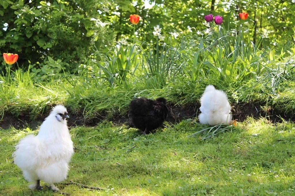 Naturparadies umgeben von alten Eichen