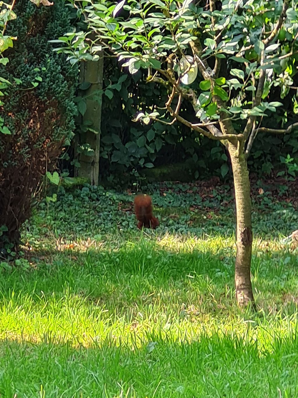 Accamparsi tra gli alberi da frutto o nel cortile