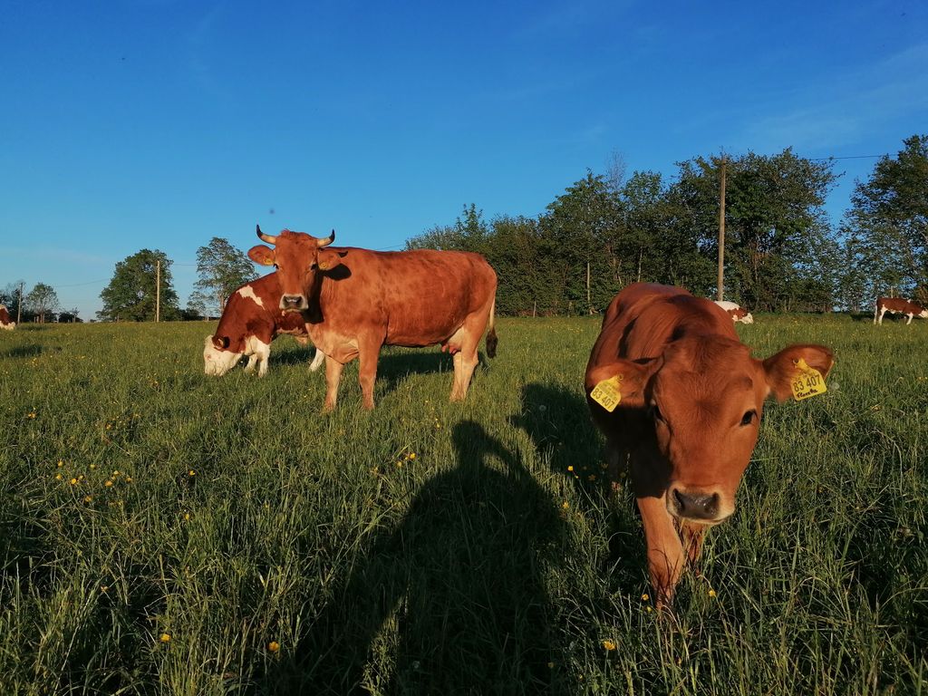 Unsere Kühe