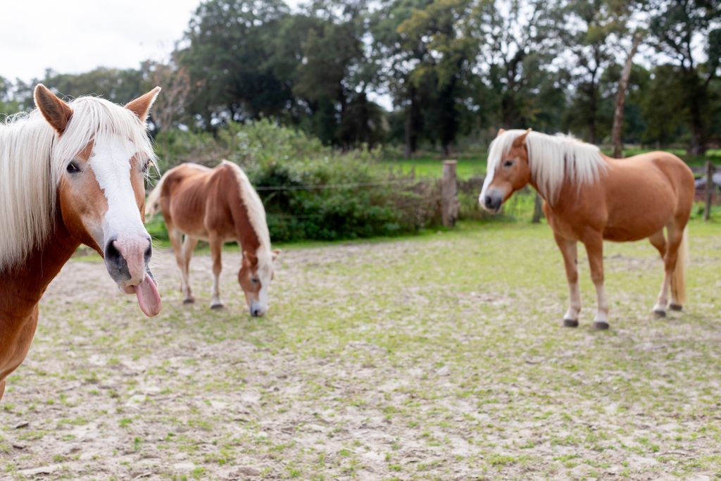 Camping à la ferme – Une pause chez les animaux et dans la nature