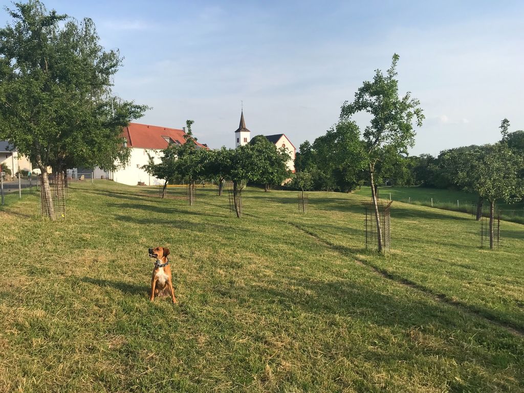Orchards near distillery and vaulted cellar