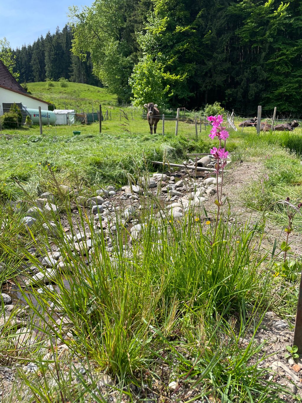 Pernottamento presso un ruscello impetuoso