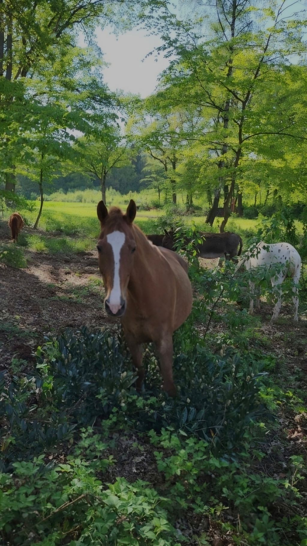 Pradera de frutas entre burros, ovejas y vacas
