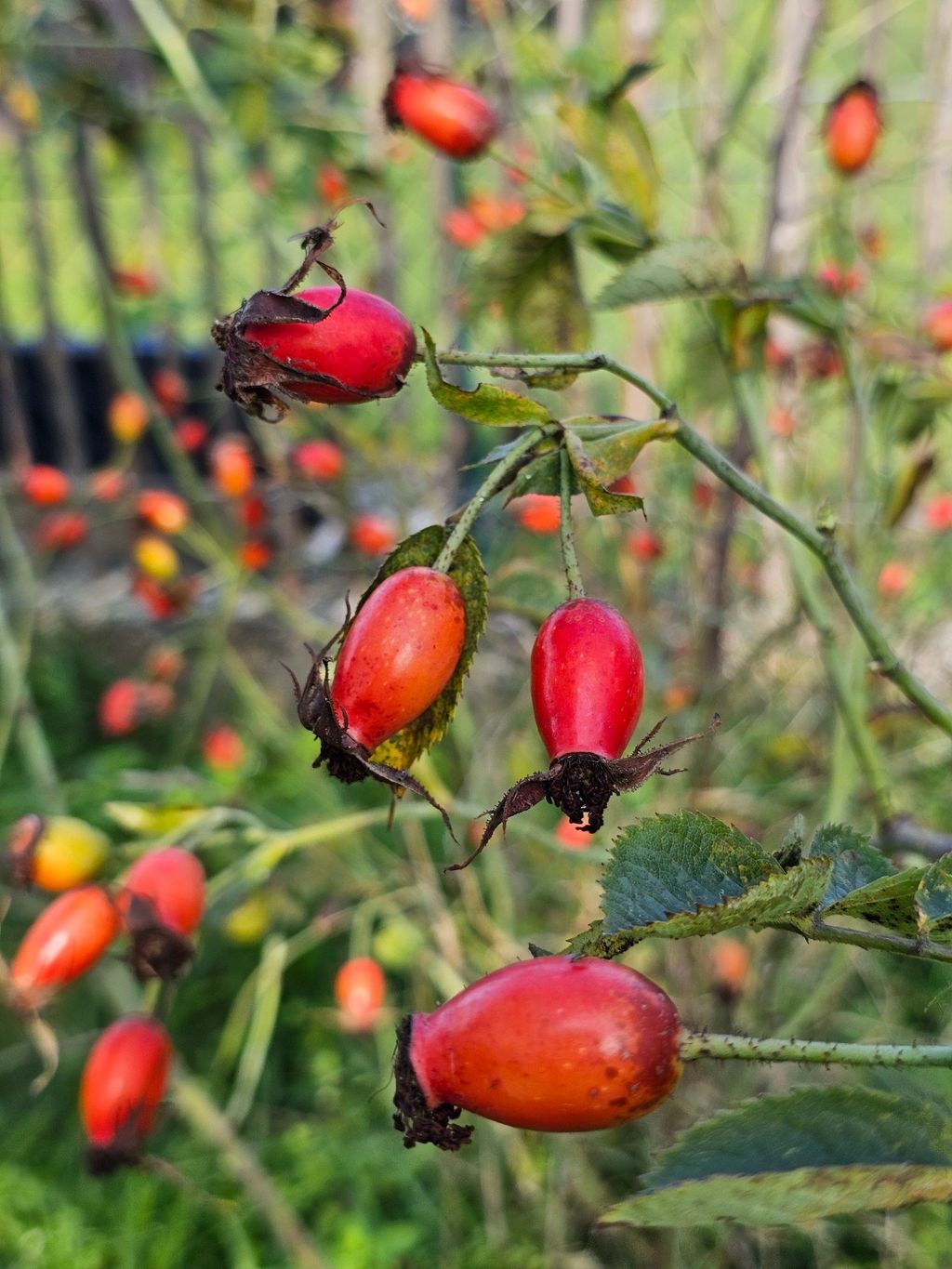 Posizione appartata in un giardino naturale - Westerwald