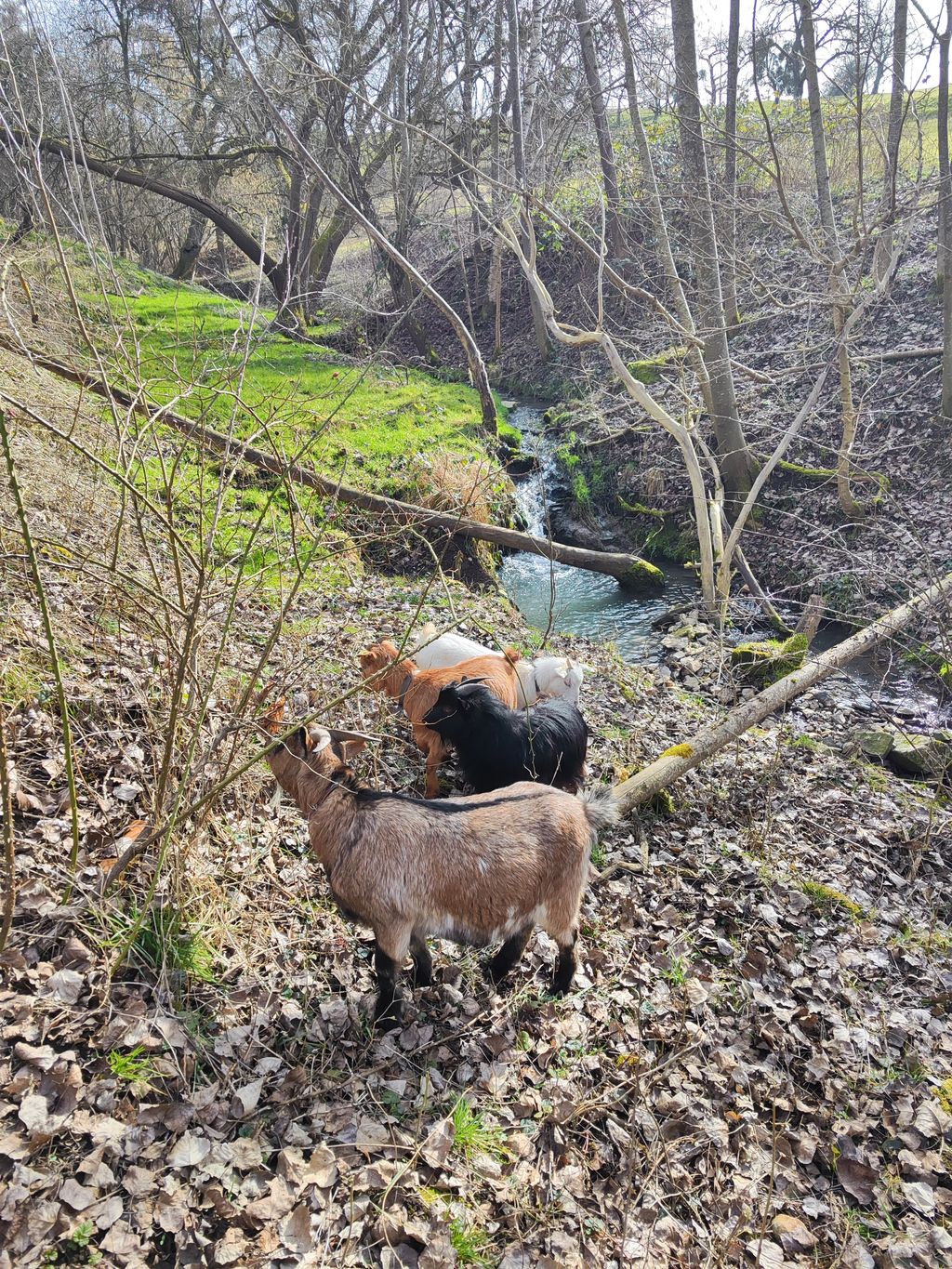 Under the walnut tree in the untouched Ettetal valley