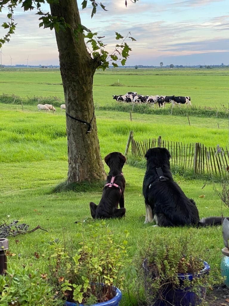 Camping entre Dollart y Ems