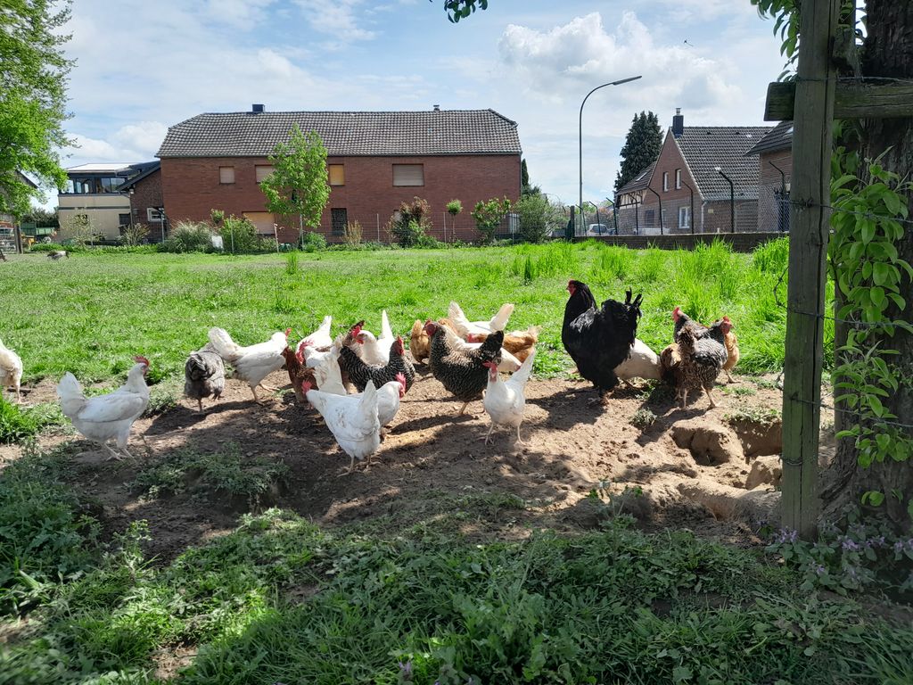 Fattoria degli animali nel Parco Naturale Schwalm-Nette