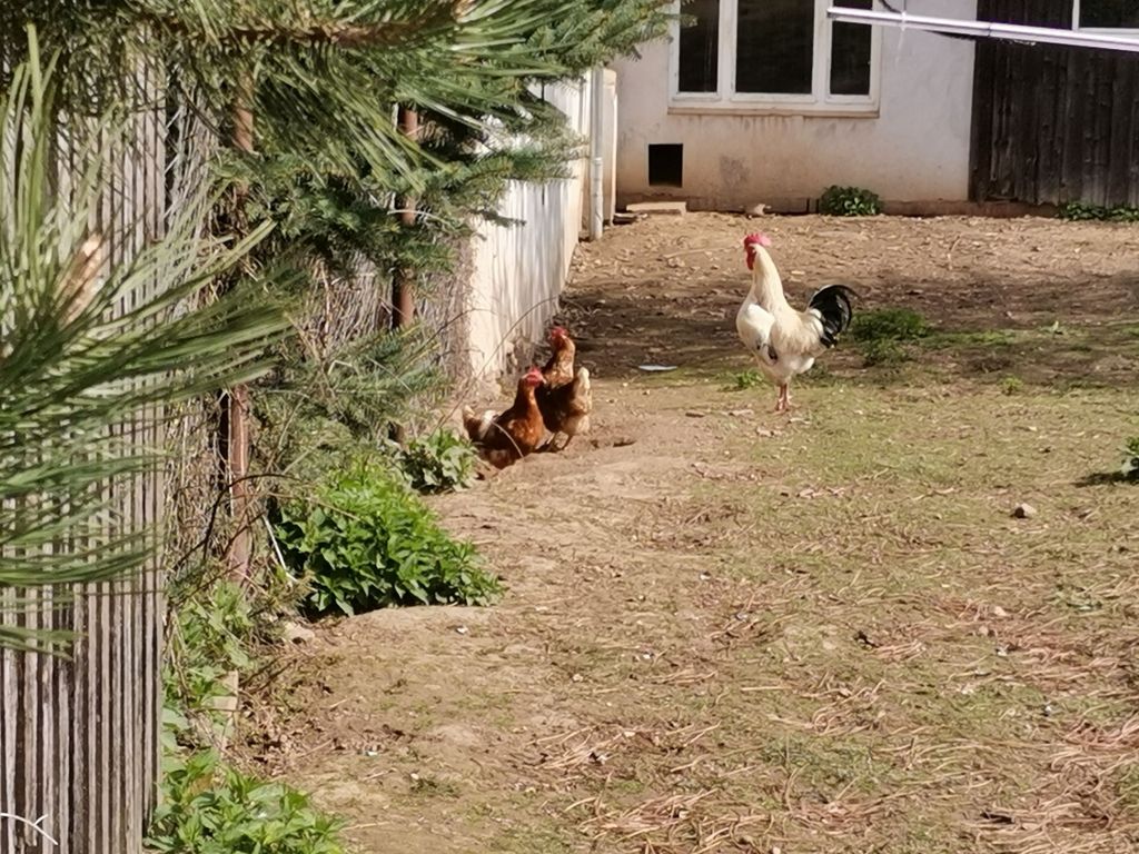 Pace e tranquillità assolute - tempo libero in fattoria