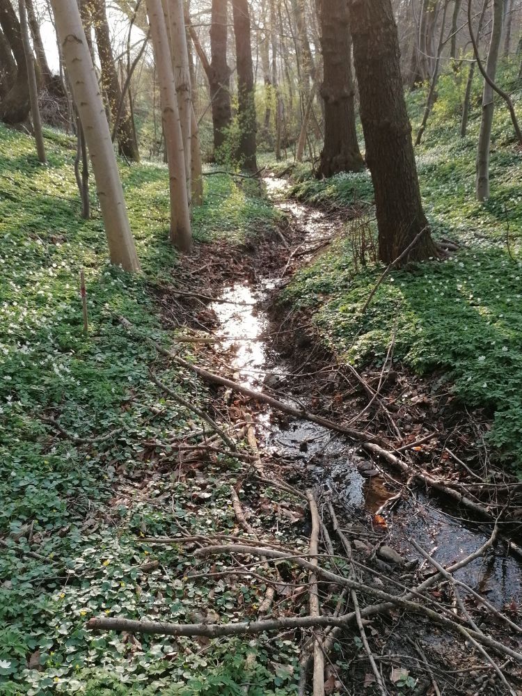 Bushcraften am Shelter, Lagerfeuer, draußen ...
