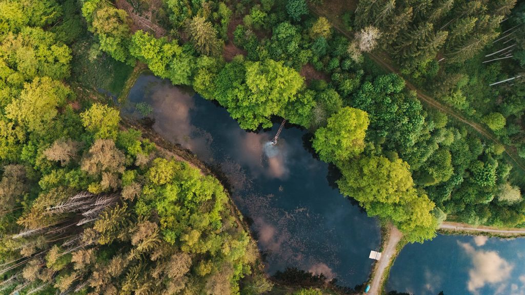 Acampar junto a un lago cristalino en el denso bosque del Palatinado