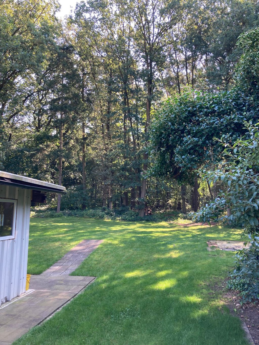 Prato ai margini del bosco - ideale per chi ha un cane