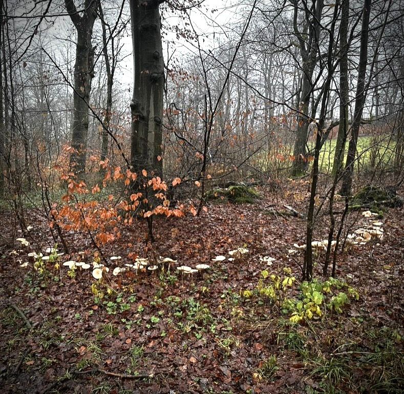 Iglucraft dans le parc naturel de Wendland, près de l'Elbe