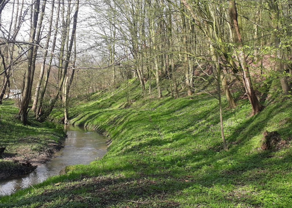 Pradera aislada junto a un pequeño bosque en un lugar apartado