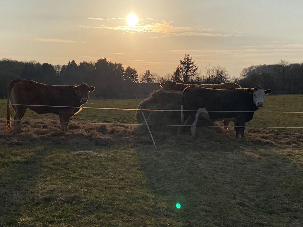 Prato per campeggio immerso nella natura, circondato da animali