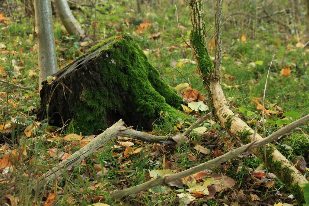 Emplacement dans la forêt enchantée au milieu de la nature