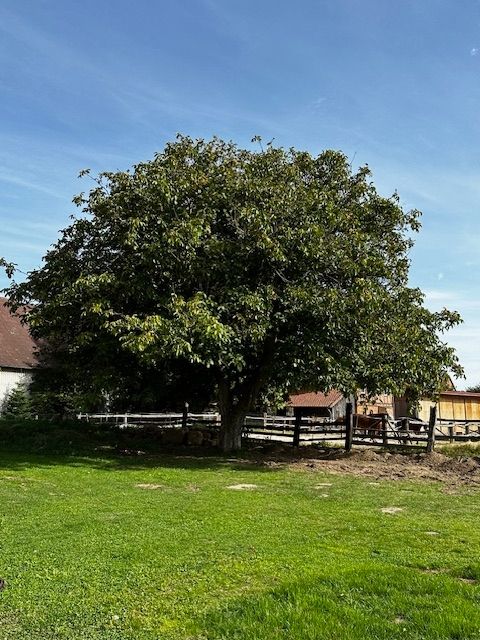 Emplacement à Holle, près du Hofcafé & Eismanufaktur