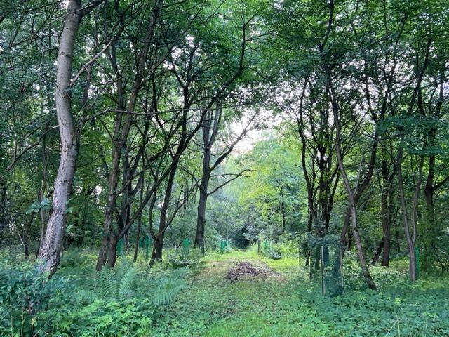 En la granja entre prado y bosque