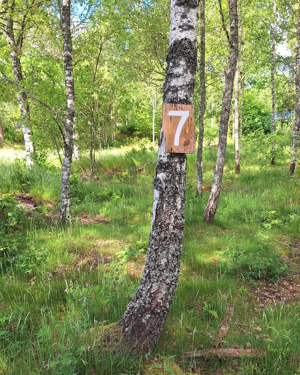 Öko-Camping im Wald: Leben im Wald und auf dem Bauernhof