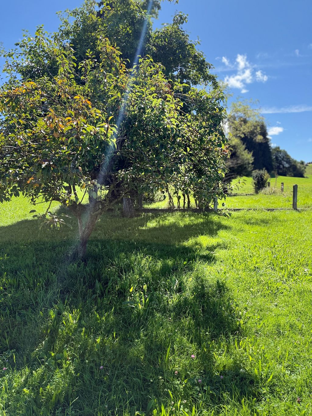 Margine del bosco e pascolo delle pecore: vicino al castello di Neuschwanstein