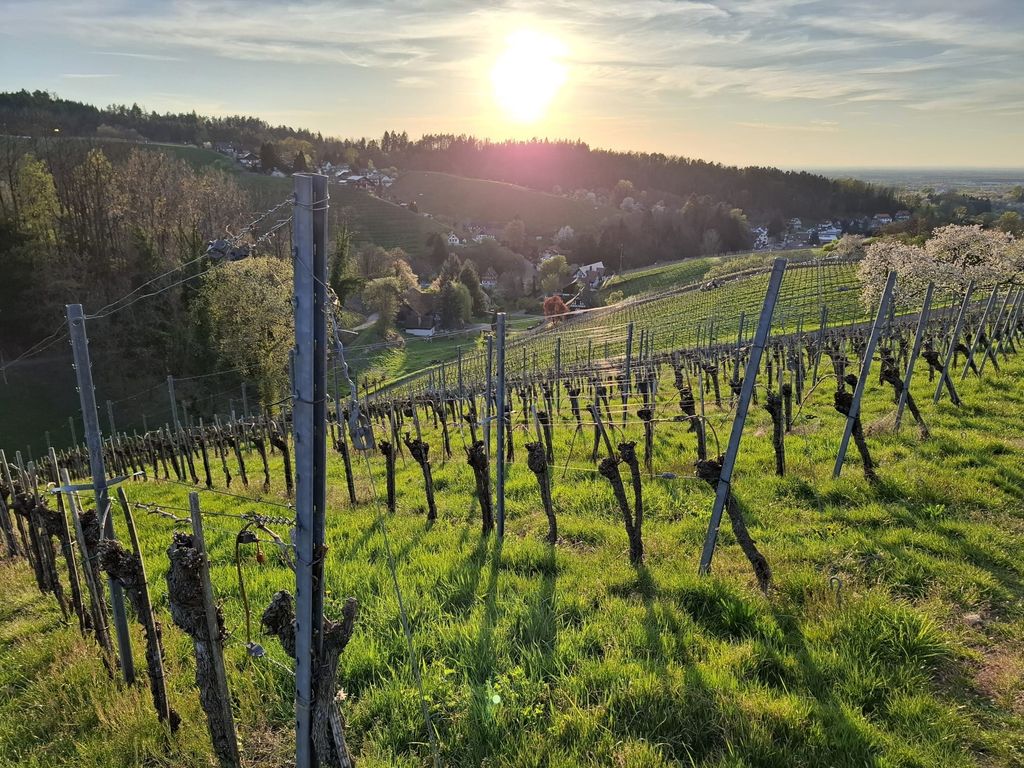 Cortile idilliaco nel vigneto di Sasbachwalden