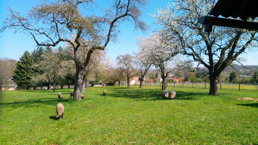 Camping im Garten einer denkmalgeschützten Villa