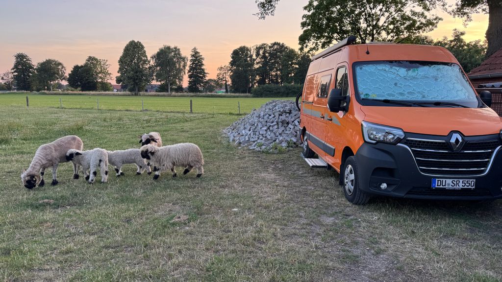 Idylle pur auf kleiner Gallowayfarm