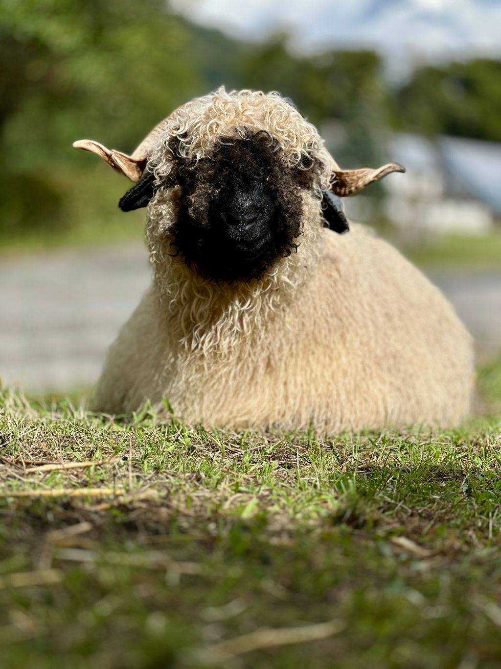 Verträumte Auszeit im Pferdeparadies 