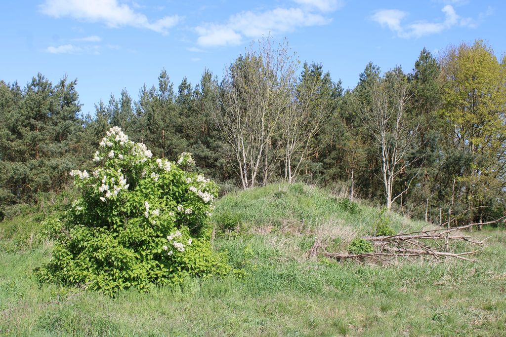 Campeggio sull'isola della foresta