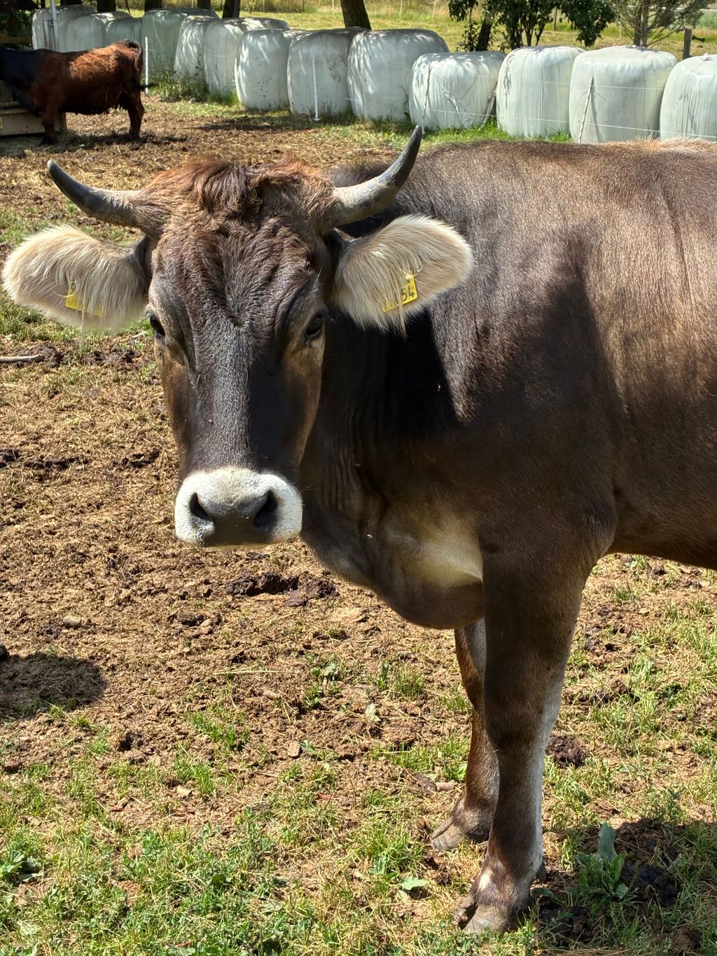 Campeggio naturale in una fattoria nell'Eifel vulcanico