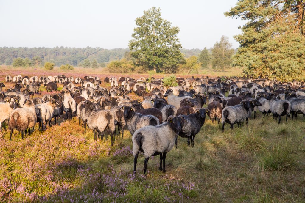 Pastos para caballos en la reserva natural de Lüneburg Heath