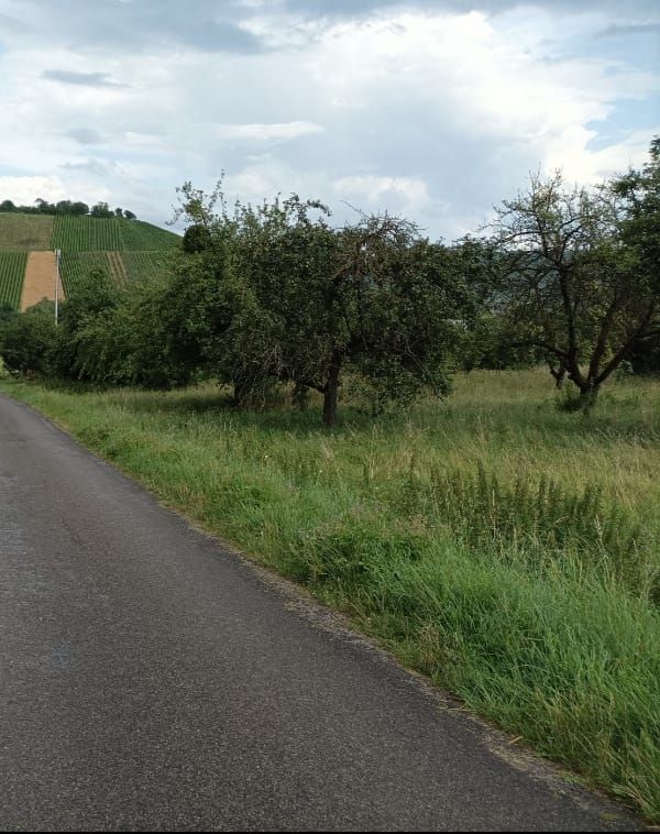 Campeggio sotto le stelle e le viti