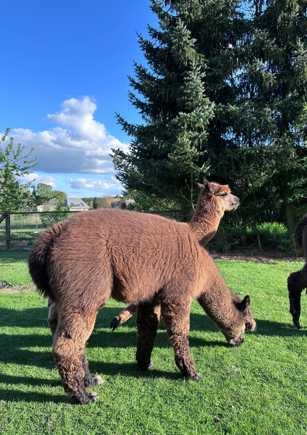 Acampada de alpacas en la granja