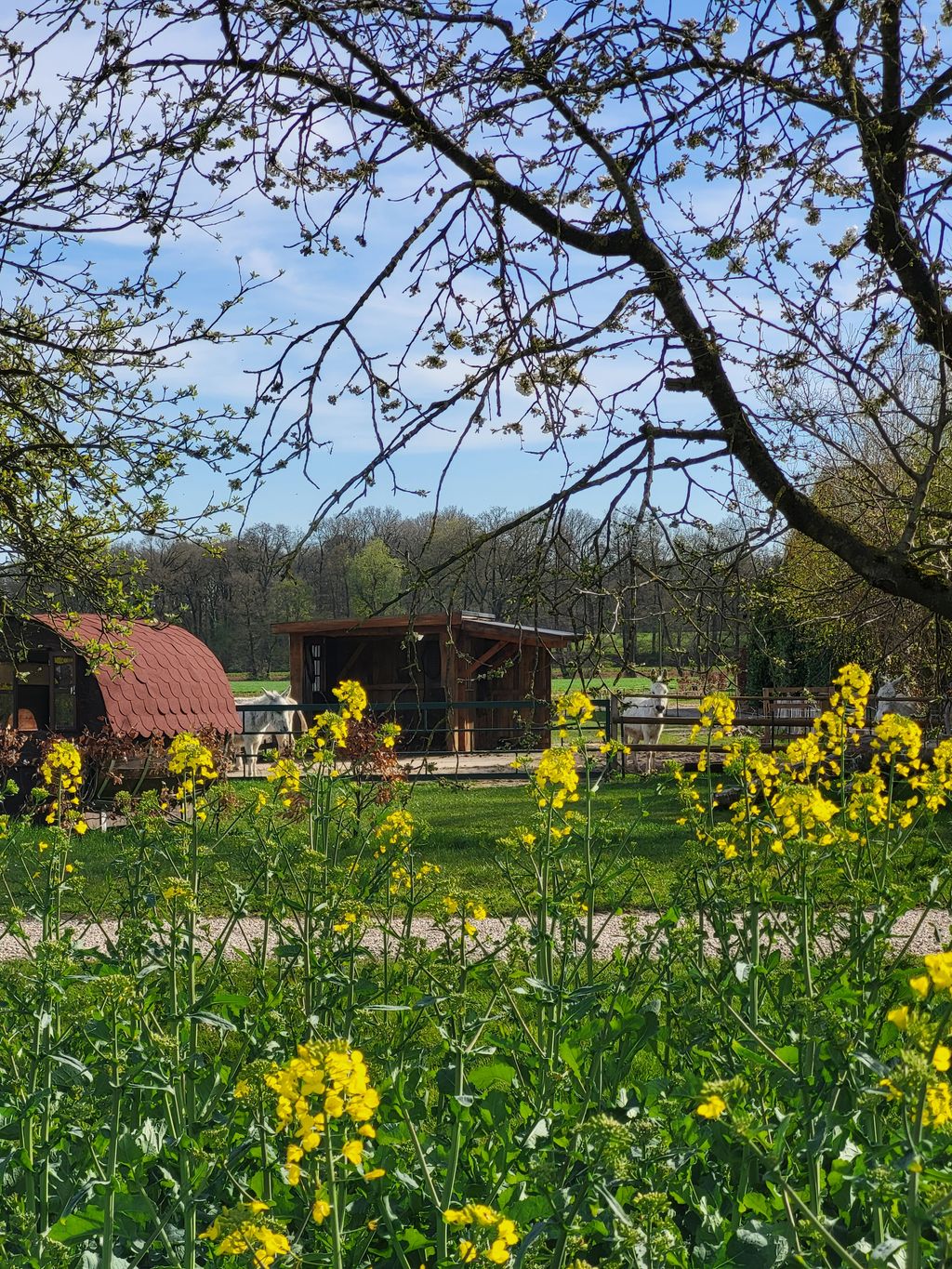 Emplacement dans un champ de colza