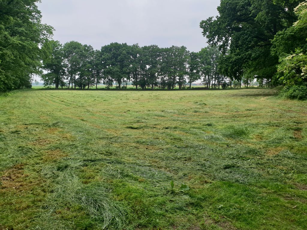 Idyllic meadow by the Tieberteich pond in a secluded location