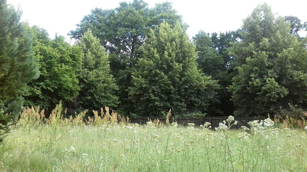 Verwilderter Garten im Seenland Oder/Spree