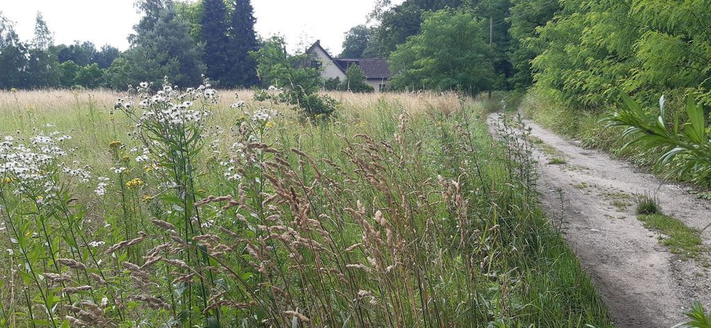 Camping zwischen Wald und Zivilisation