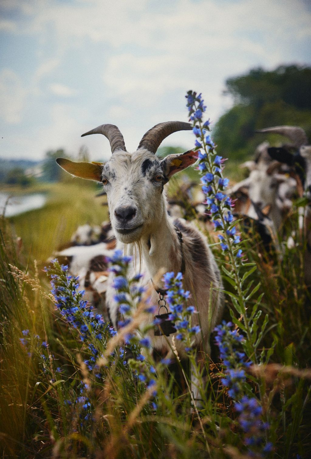 En el lugar más bello del mundo, en la granja de cabras