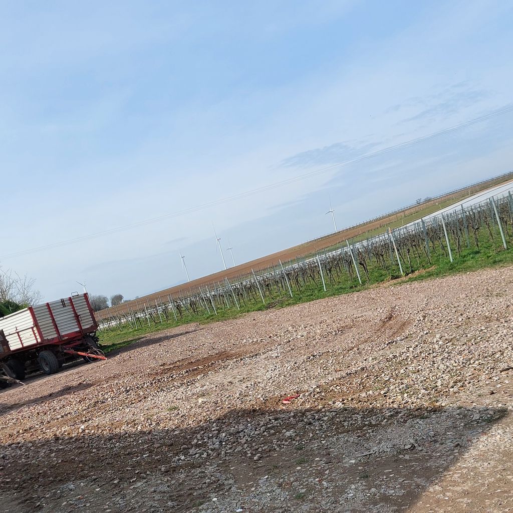 Pitch in the vineyards on the edge of the Southern Palatinate