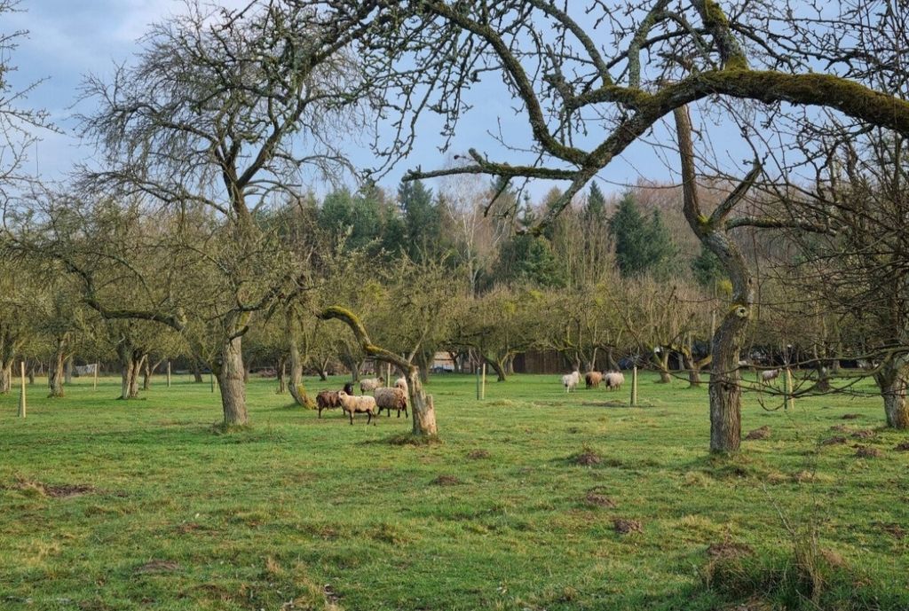 Pré verger en bordure du parc national de Müritz