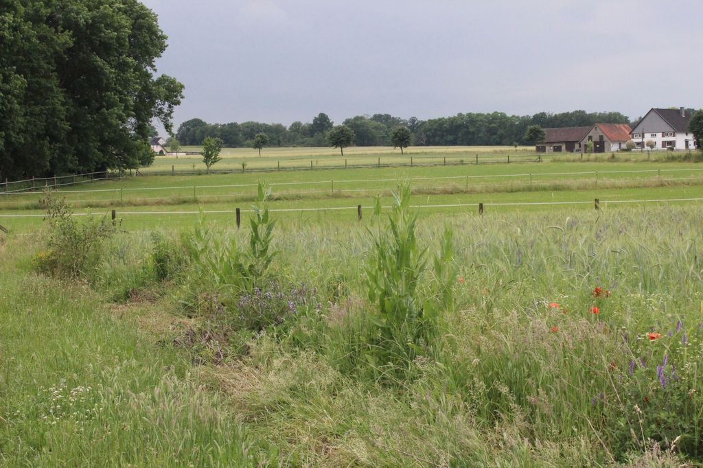 Am Feldrand in der Nähe des Teutoburger Walds