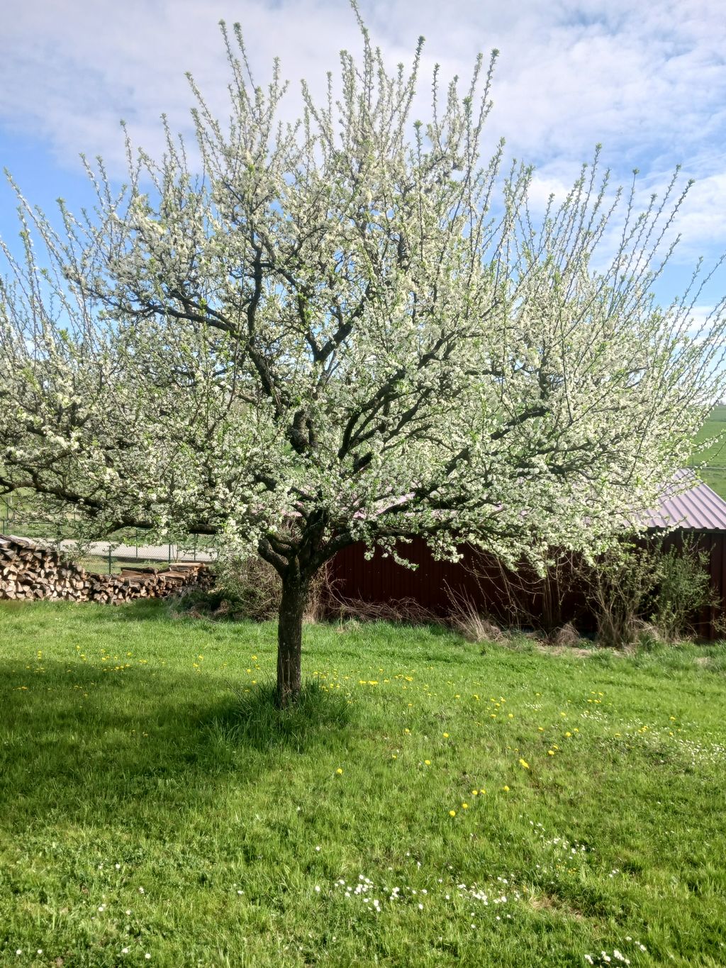 Stellplatz an einer Obstbaumwiese