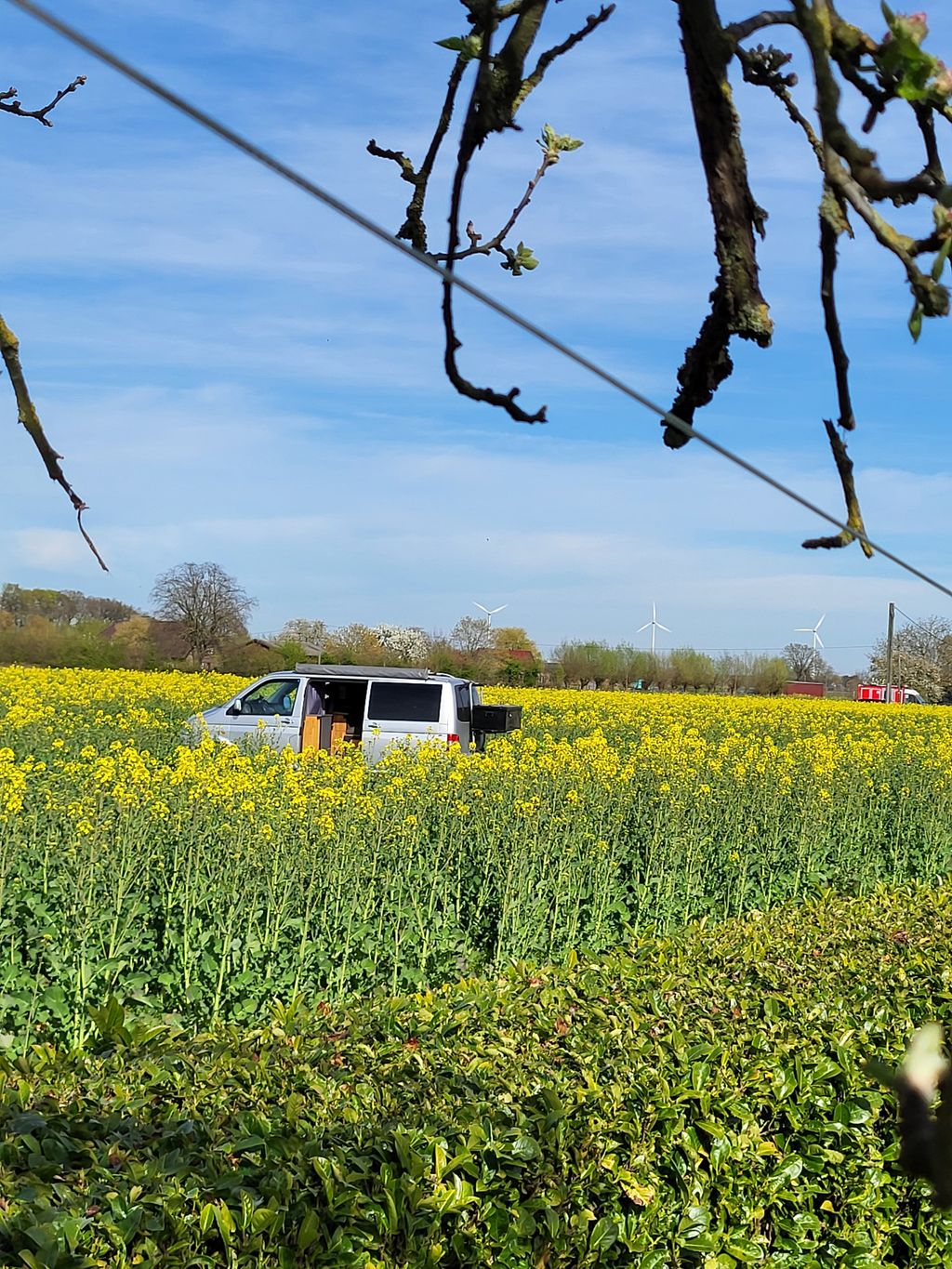 Emplacement dans un champ de colza