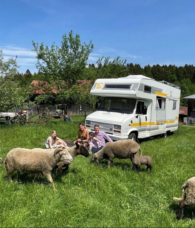 Pure idyll on the meadow next to the sheep